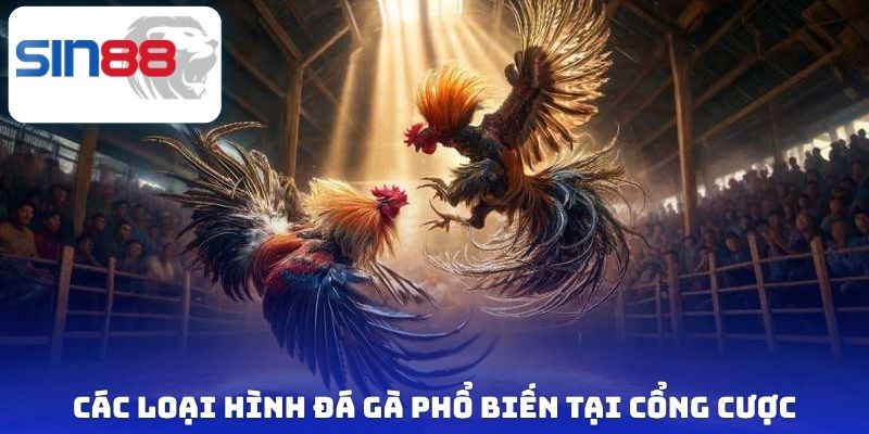Các loại hình đá gà phổ biến tại cổng cược