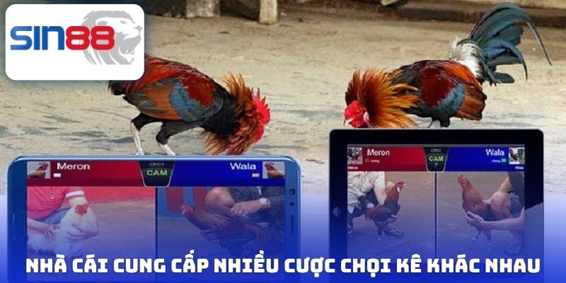 Nhà cái cung cấp nhiều cược chọi kê khác nhau